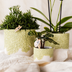 Hummingbird Flower Pot Green Ø12cm - Natural Elegance for Your Home Bild 2