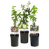 GreenboutiQ Passionsblume Tricolour - 3 Pflanzen im 11cm Topf Bild 2