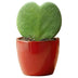 Set Liebespflanze (Hoya Kerrii) - 3x Topf & Pflanze - Rot Bild 2