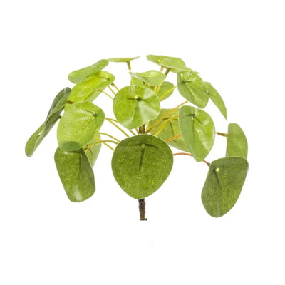 Pilea Mini-Busch 13 cm – Kompakte Zimmerpflanze für moderne Wohnideen