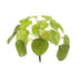 Pilea Mini-Busch 13 cm – Kompakte Zimmerpflanze für moderne Wohnideen Bild 1