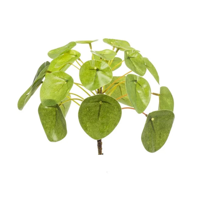Pilea Mini-Busch 13 cm – Kompakte Zimmerpflanze für moderne Wohnideen