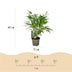 Fargesia Rufa Bamboo - Non-Invasive - Green - 17 cm Pot - 60 cm Bild 3