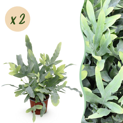 Green boutiQ - Zimmerpflanze - Phlebodium aureum Blue Star - Blaue Farn - Haustierfreundlich - Blau - 2 Pflanzen - Topf 12cm - Höhe 25-30cm