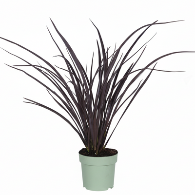 Phormium 'Rubra Nana' – 50cm – Dunkelrotes Ziergras für Innen