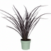 Phormium 'Rubra Nana' – 50cm – Dunkelrotes Ziergras für Innen Bild 1