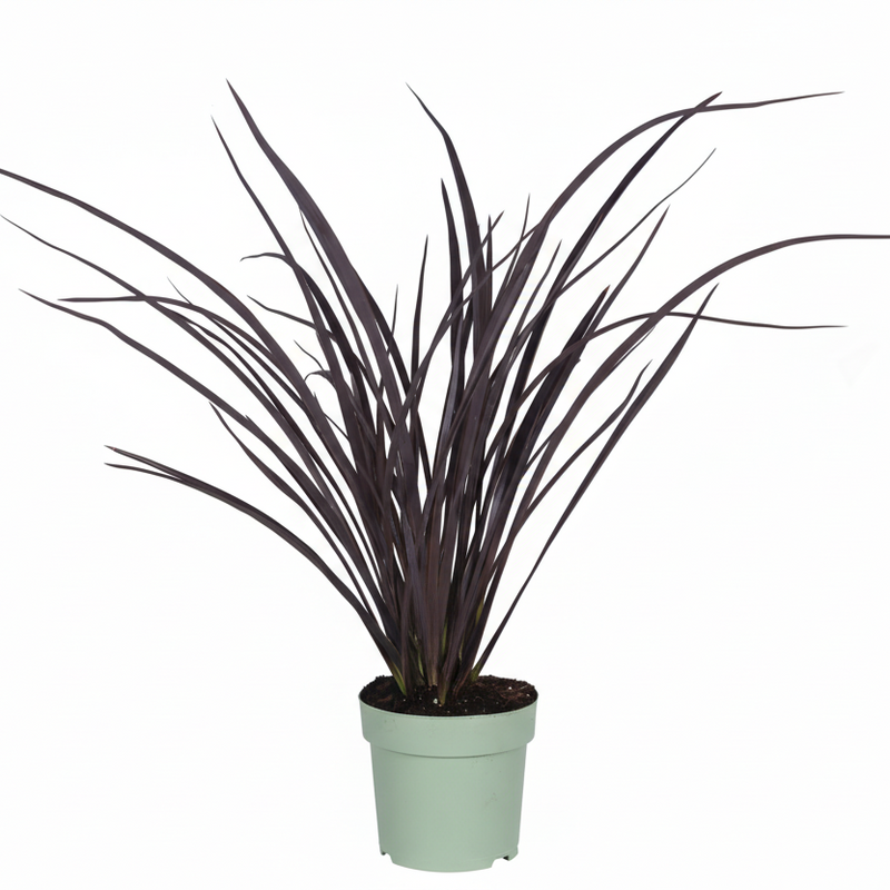 Phormium 'Rubra Nana' – 50cm – Dunkelrotes Ziergras für Innen