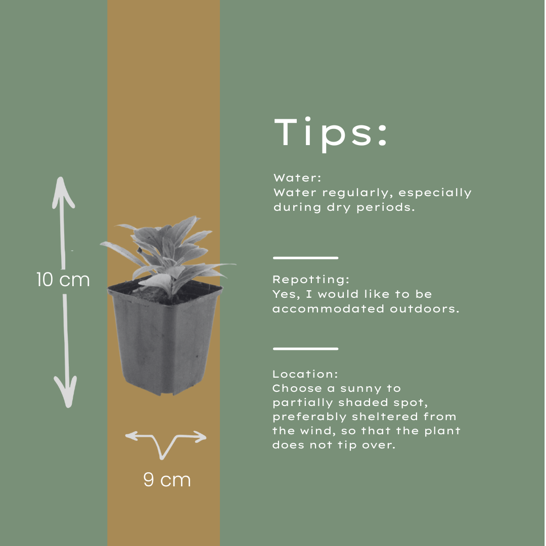 12x Aster frikartii 'Mönch' - Blütenstaude (10-25cm, Ø9cm)