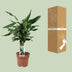 Dracaena Fragrans Steudneri Grün im 17cm Topf, 55cm Höhe Bild 4