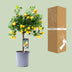 Zitrus Calamondin Pflanze Ø15cm - ↕45cm: Duftende Blüten & Mini-Orangen Bild 3