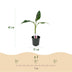 GreenboutiQ Bananenpflanze 'Red Tiger' (Musa sikkimensis) - 4x Topf 17cm Bild 3