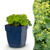 Green boutiQ - Perennials - Alchemilla mollis - Lady's Mantle - Groundcover - Yellow - 1 Plant - 11cm Pot - 15-25cm Height Bild 1
