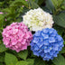 GreenboutiQ - Hortensie - Hydrangea macrophylla Tricolour - Blüte Blau, Rosa und Weiß - 3 Pflanzen - Laubabwerfend - Wenig Pflege - Topf 17cm Höhe 30cm Bild 12