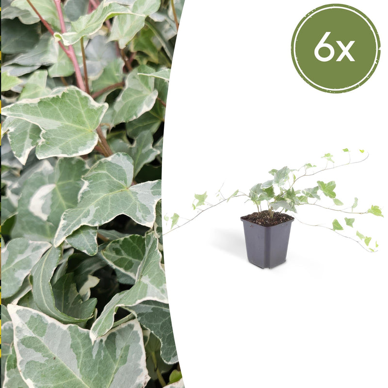 6x Efeu 'Glacier' - 10-25cm hoch - 9cm Topf