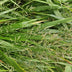 6x Japanisches Waldgras (Hakonechloa macra) - 10-25cm Bild 7