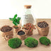Bottle Garden Sammie Coffea: Self-Sufficient Mini-Biotop for Your Home Bild 4
