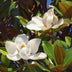 GreenboutiQ Magnolia grandiflora - 3 plants, White, Evergreen, easy to care for Bild 4