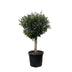 Olivenbaum Olea Europaea Lorc, 180cm, Stamm Ø50cm Bild 1