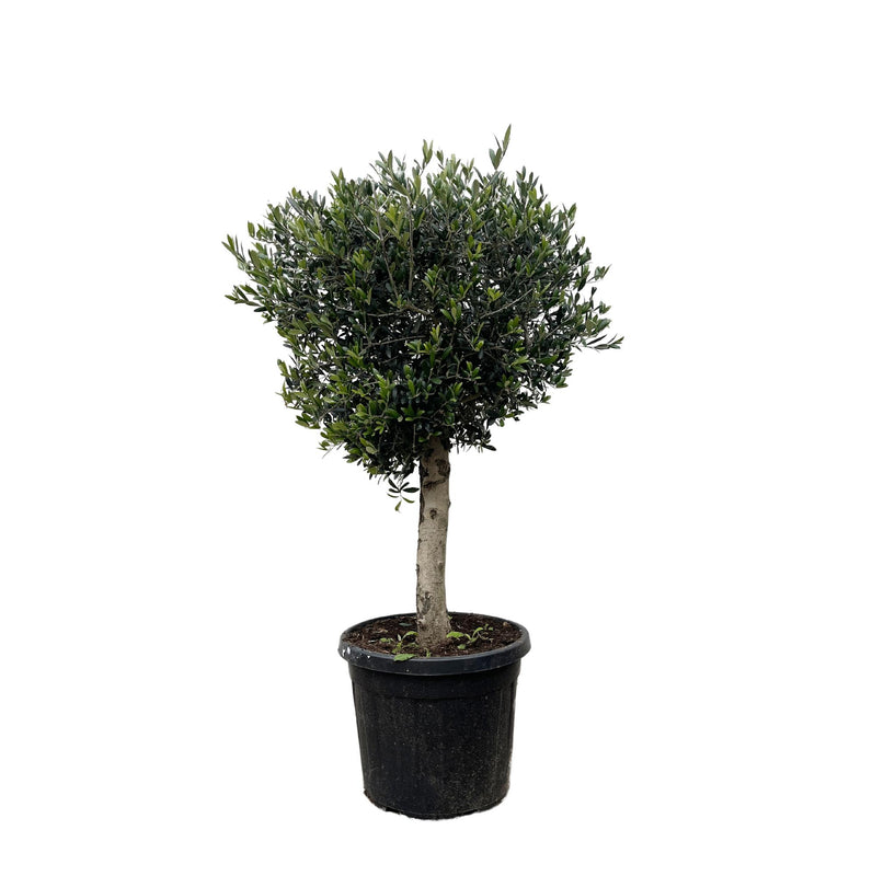 Dracaena surculosa