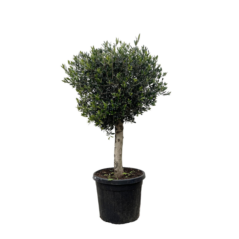 Olivenbaum Olea Europaea Lorc, 180cm, Stamm Ø50cm