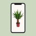 Yucca "Tres Cañas" 30 Stam P19 - Ø19cm - ↕70cm Bild 4