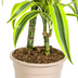 Dracaena Lemon Lime Ø19cm - 70-90cm Bild 7