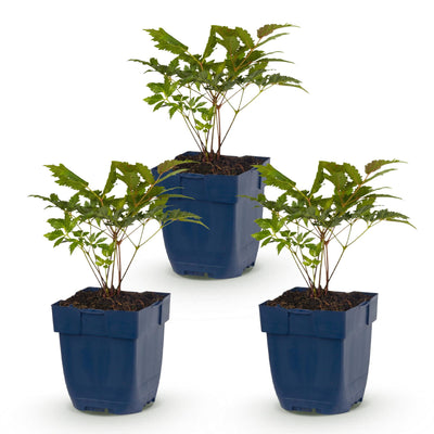Green boutiQ - Perennial - Astilbe (A) Fanal - Plume Spirea - Shade - Red - 3 Plants - Pot 11cm - Height 15-25cm