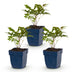 Green boutiQ - Perennial - Astilbe (A) Fanal - Plume Spirea - Shade - Red - 3 Plants - Pot 11cm - Height 15-25cm Bild 1