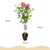 GreenboutiQ - Stamm Pflanze - Hibiscus syriacus Magenta Chiffon® - Terrassen Pflanze - Laubabwerfend - Winterhart - Rosa Blüte - Topf 19cm Höhe 90cm Bild 3