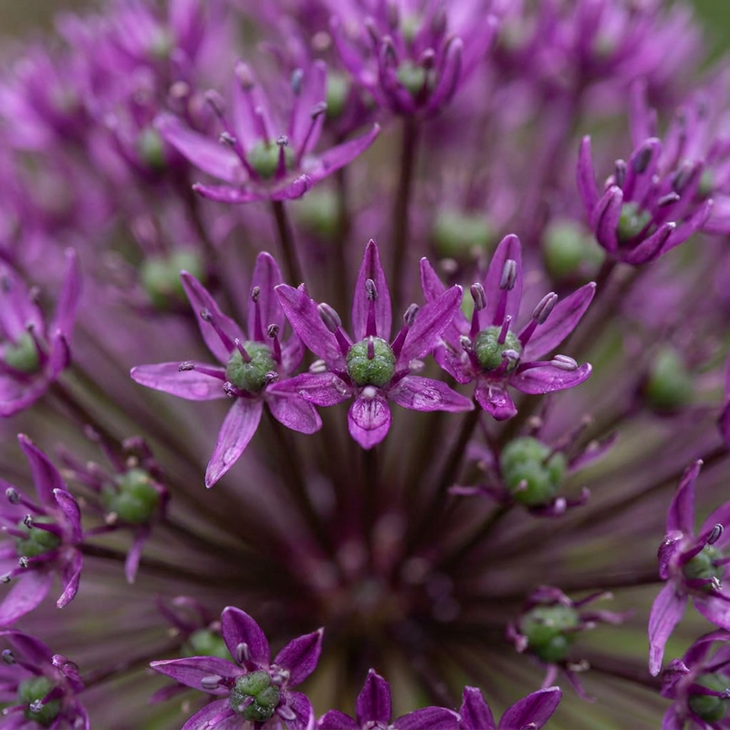 60x Zierlauch 'Allium Miami' - Lila, Sommerblüher, Zwiebelgröße 10/+
