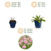 Green boutiQ - Perennial - Scabiosa col. Pink Mist - Pigeon Herb - Bee and Butterfly Attractors - Pink - 3 Plants - Pot 11cm - Height 15-25cm Bild 3