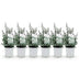 GreenboutiQ Eukalyptusbaum - Winterhart - 6x Topf 17cm, H: 40cm Bild 3