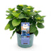 Hydrangea Magical Revolution Blue: Blue Blossoms for Balcony & Bed Bild 2