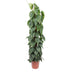 Philodendron Scandens Mosstok – 150 cm – Ø27 Bild 1