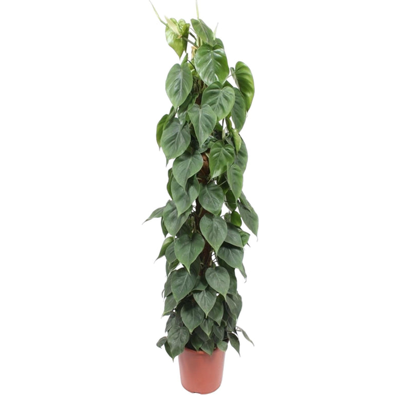 Philodendron Scandens Mosstok – 150 cm – Ø27