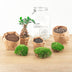 Bottle Garden Ficus Ginseng Bonsai DIY Kit with Accessories & Instructions Bild 4