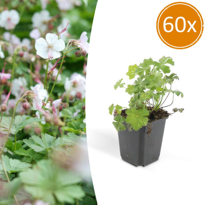 Geranium cantabrigiense 'Biokovo' (10-25cm) - Bodendecker-Storchschnabel
