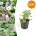 Geranium cantabrigiense 'Biokovo' (10-25cm) - Bodendecker-Storchschnabel Bild 1