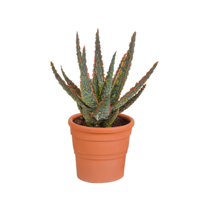 Aloe Zebrina Dannyz im Terrakottatopf – Strahlende Zimmerpflanze