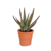 Aloe Zebrina Dannyz in terracotta pot – Radiant houseplant Bild 1