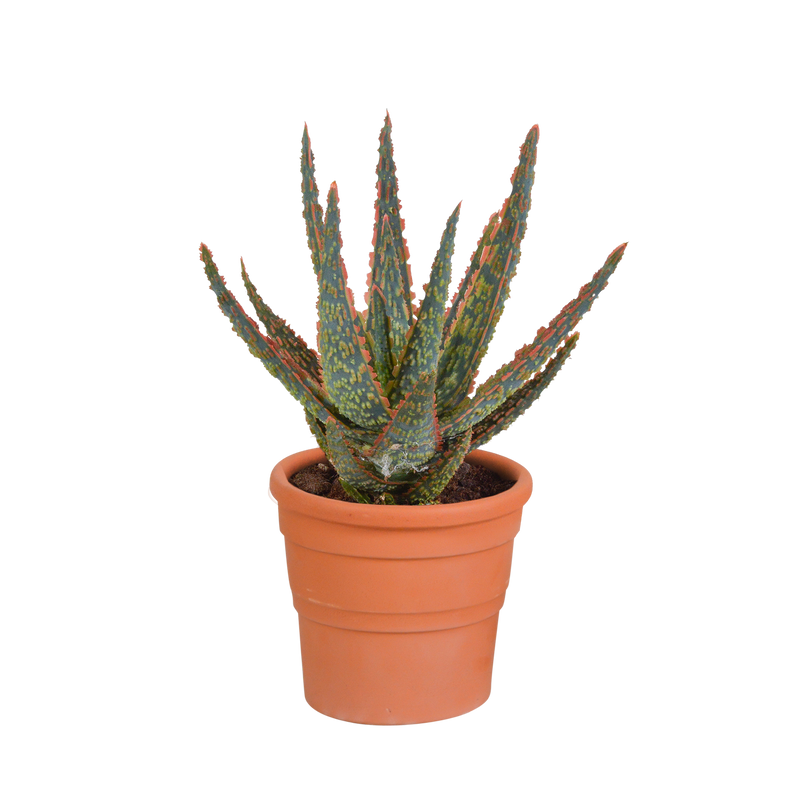 Aloe Zebrina Dannyz in terracotta pot – Radiant houseplant