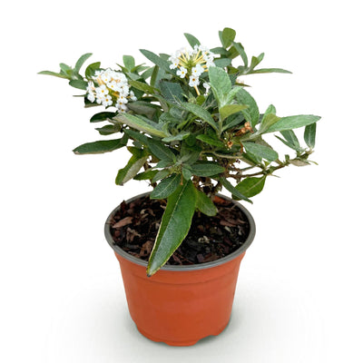Buddleja Butterfly Candy Little White - Schmetterlingsflieder, kompakt, weiß