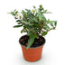 Buddleja Butterfly Candy Little White - Butterfly Bush, compact, white Bild 2