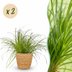 Katzenpflanze Cyperus alternifolius Zumula 2er Set im Korb Bild 1