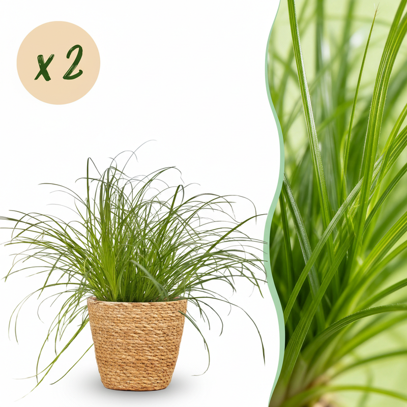Katzenpflanze Cyperus alternifolius Zumula 2er Set im Korb