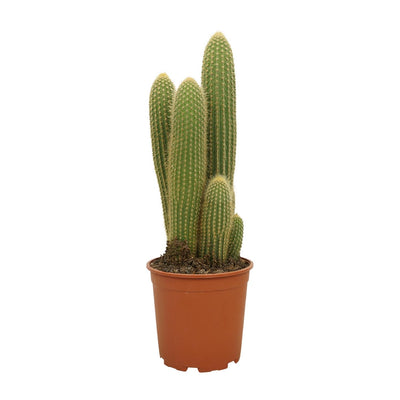 Vatricania Guentheri - Ø21cm - ↕55cm - Exotische Zimmerpflanze