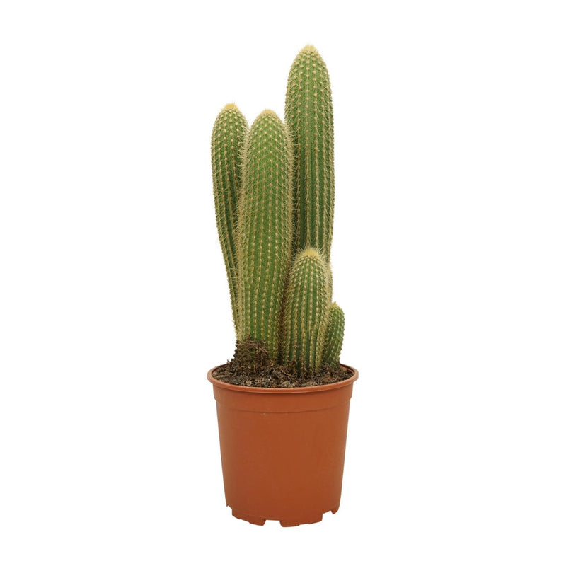 Vatricania Guentheri - Ø21cm - ↕55cm - Exotic Houseplant