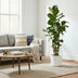 Ficus Lyrata XXL Geigenfeige, 200 cm, verzweigt, Ø45-50cm Bild 4