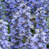 12x Ajuga reptans 'Burgundy Glow' Bodendecker - 10-25cm hoch Bild 5