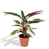 Calathea Triostar – Exotische Zimmerpflanze im Ø19cm Topf, ↕70cm Bild 1